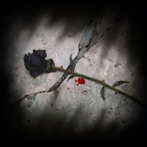 Rosa nera