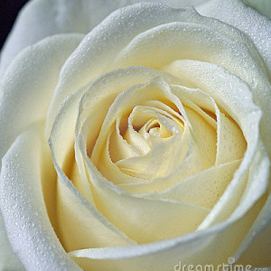 Rosa bianca