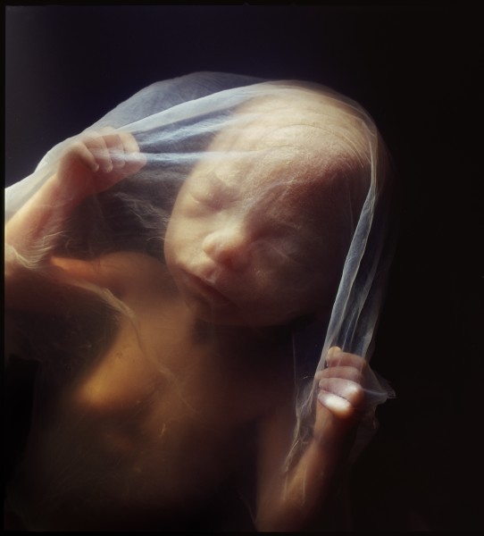 Lennart Nilsson 20 fotografie dalla serie A Child is Born [E nato un bambino], pubblicate su “LIFE”, New York, 30 aprile 1965
